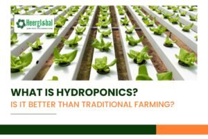 What is Hydroponics